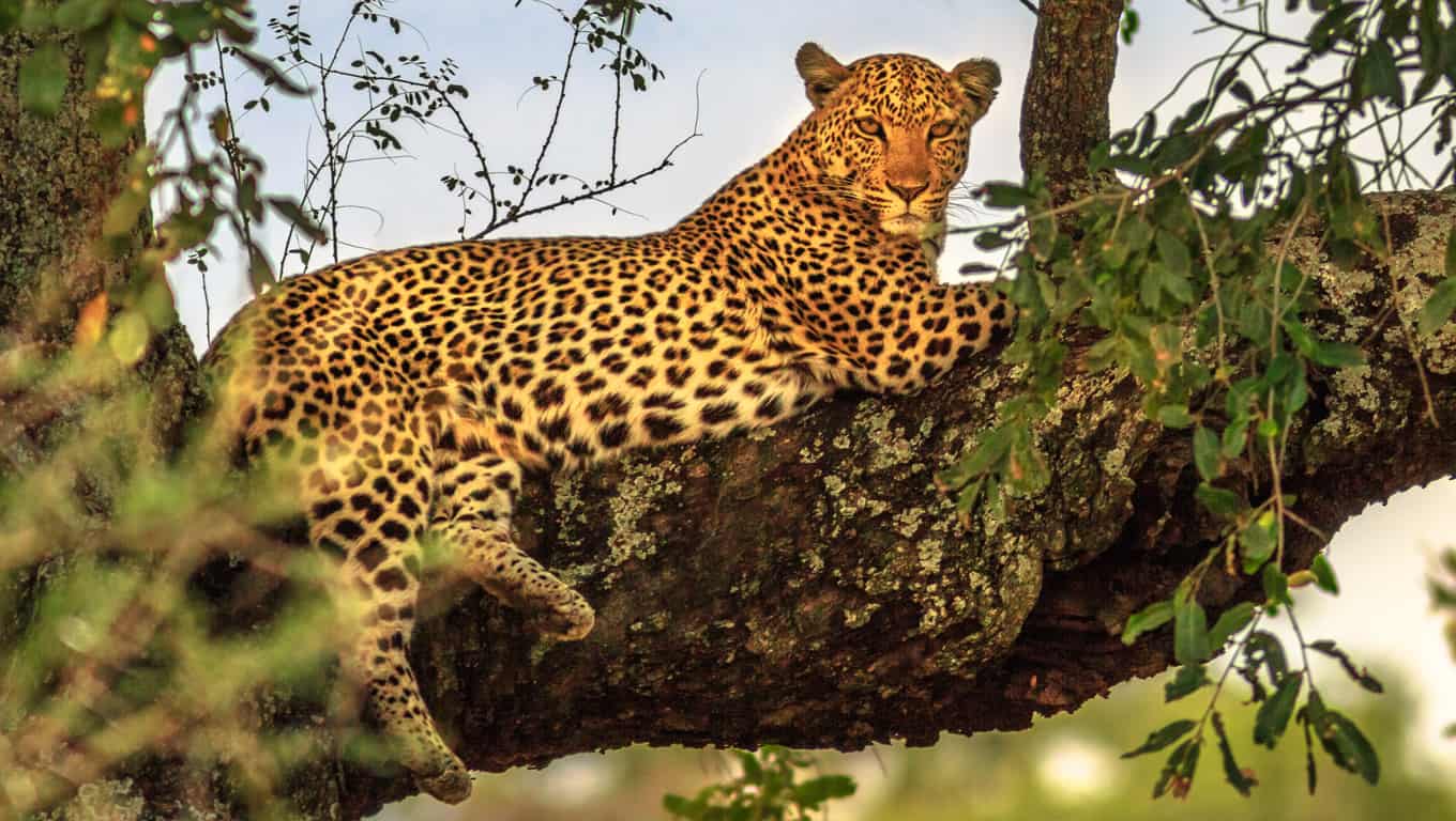 Leopard In A Tree In Kruger National Park, South Africa